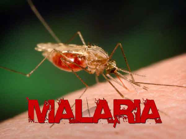 Servisu Saúde Covalima rejista pasiente malária na’in-sia iha Tilomar