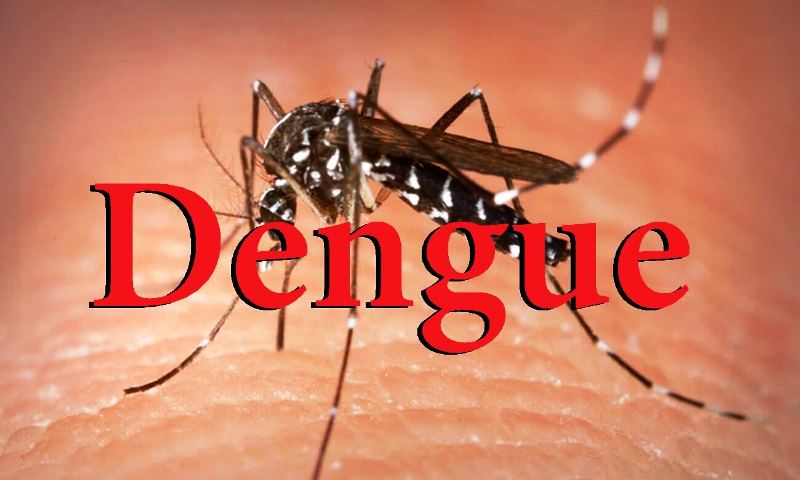 SSMD husu komunidade hamoos uma-ninin hodi prevene dengue