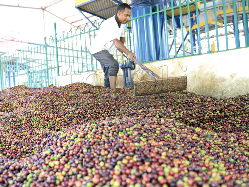 Timor-Leste exporta kafé tonelada 92.000 durante fulan-ualu