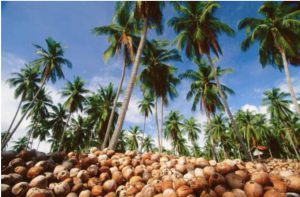 Posibilidade revitalizasaun nuu ektare 100 iha Viqueque lansa iha agostu