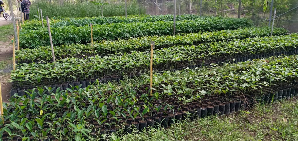 Membru PN sujere SEF implementa programa reflorestasaun hosi baze to’o nasionál