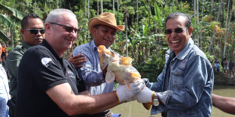 PM Taur kolleta ikan Nila-Tilapia tonelada ualu iha Leohitu