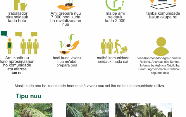 Infografia: Revitalizasaun nuu, ekipa Sentru Agro-Komérsiu Raitahu kuda ona viveru 5.000