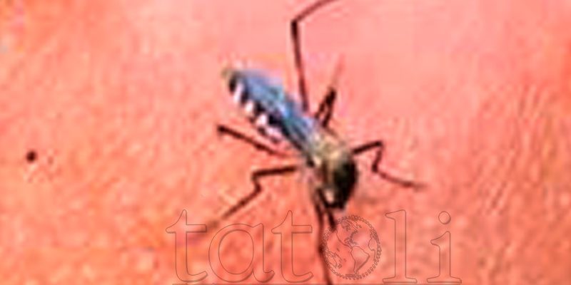 Kazu dengue afeta ba labarik hamutuk 272