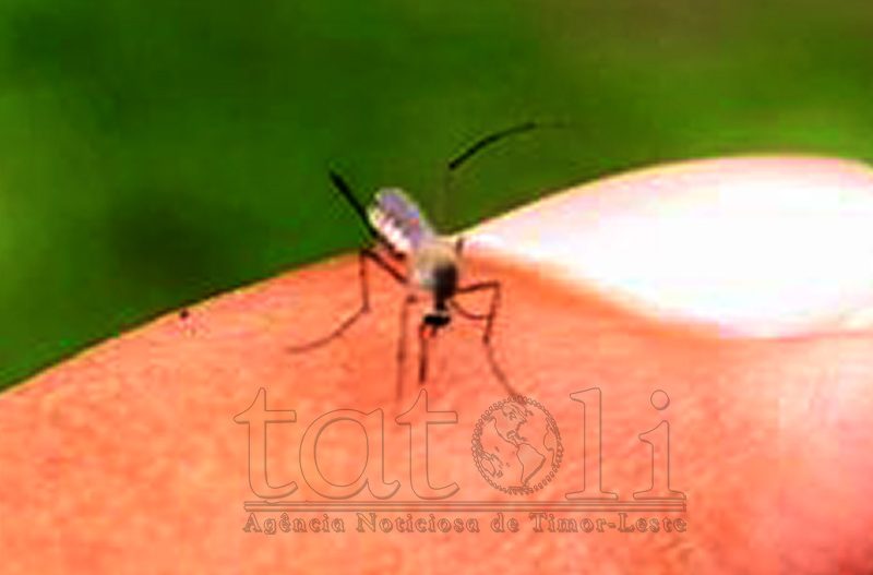 Sentru Saúde Komunitária Bobonaru deteta kazu dengue ida