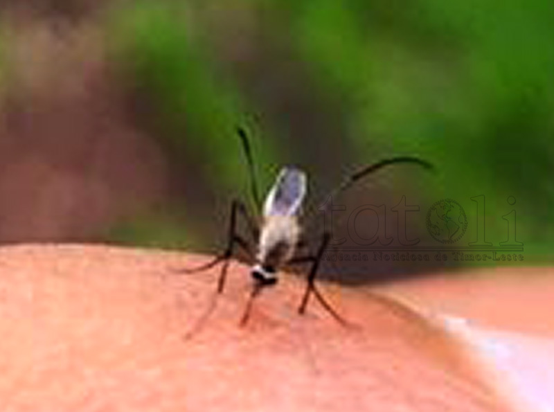Jullu, MS implementa programa Wolbachia iha Dili