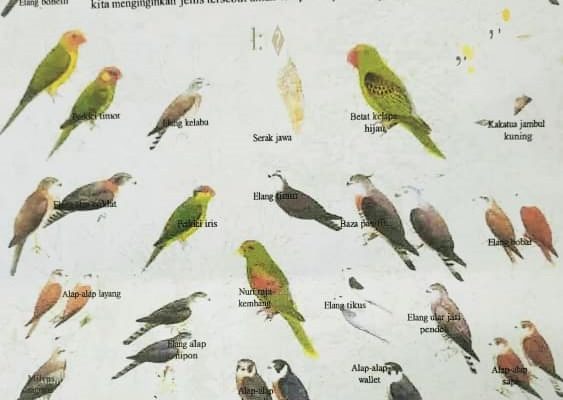 BirdLife Internasional identifika manu-fuik tipu 25 iha Timor-Leste ameasadu atu lakon