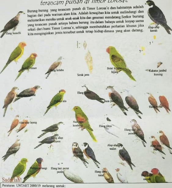 BirdLife Internasional identifika manu-fuik tipu 25 iha Timor-Leste ameasadu atu lakon