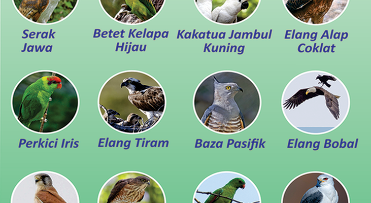 Infografia: BirdLife Internasional identifika manu-fuik tipu 25 iha Timor-Leste ameasadu atu lakon