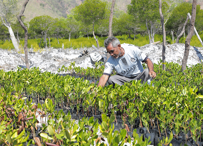 Timor-Leste lakon ai-parapa 5.000 iha área kosteira