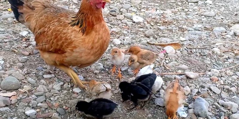 Grupu pekuária iha Uatucarbau presiza veterinária hodi prevene peste ba animál