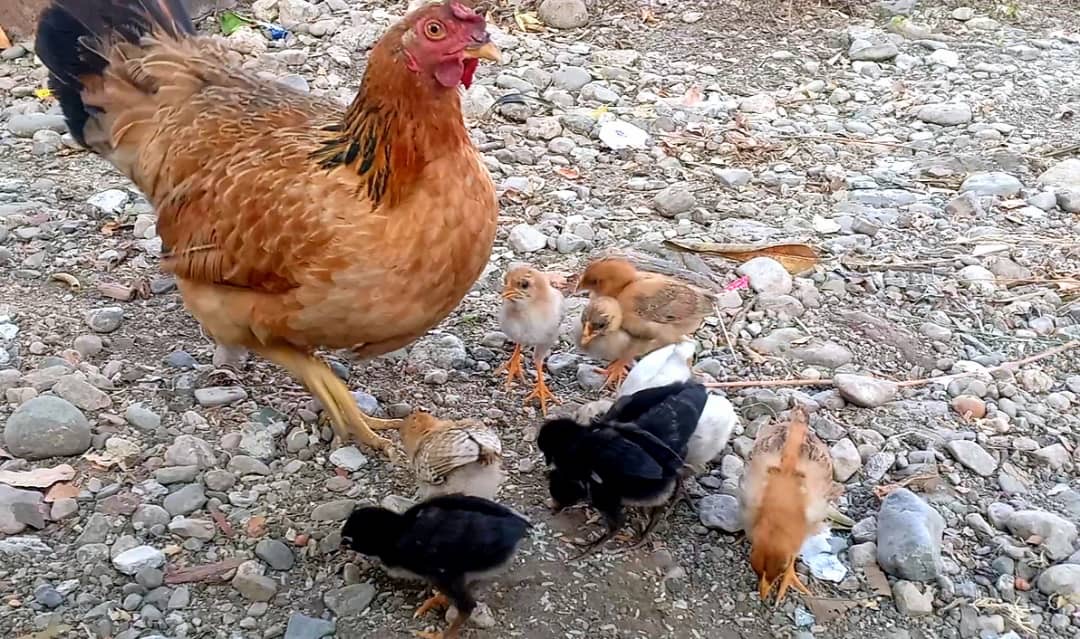 Grupu pekuária iha Uatucarbau presiza veterinária hodi prevene peste ba animál