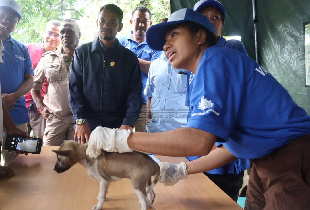 Animál 213.079 vasinadu iha 2024