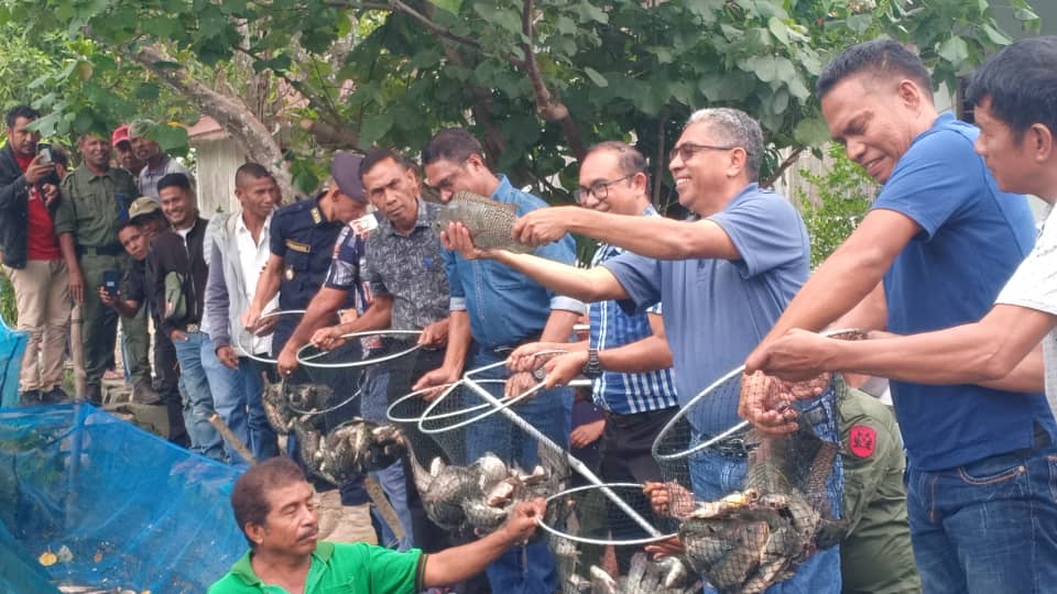 MAPPF kolleta ikan nila tonelada ida iha sentru viveiru Loihunu