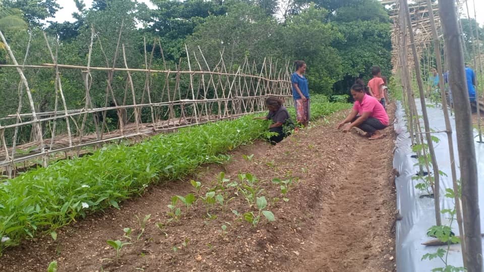 Grupu Hadomi Osan halo atividade ortikultura iha suku Uma-Uain Kraik