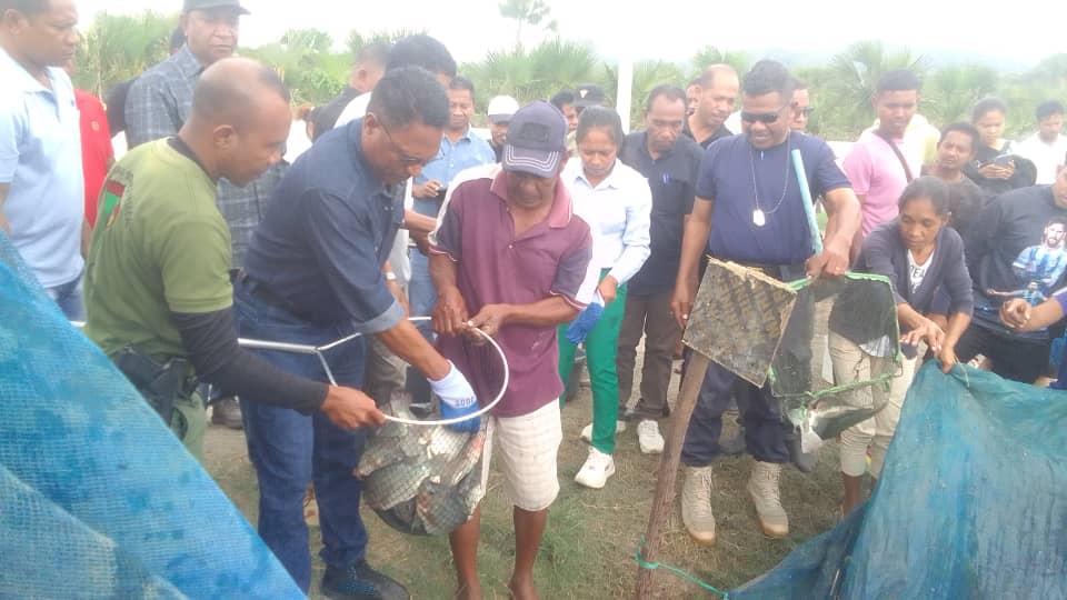 SEP kolleta ikan Nila iha Vemasse
