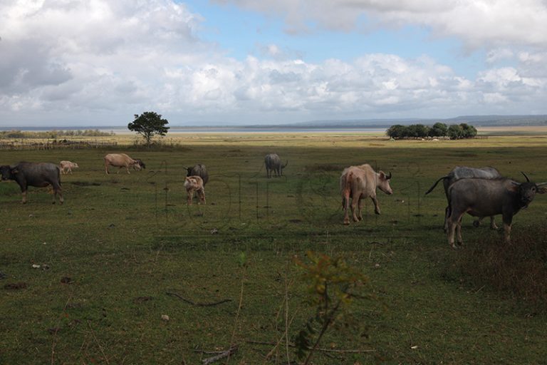 Karau Timor3