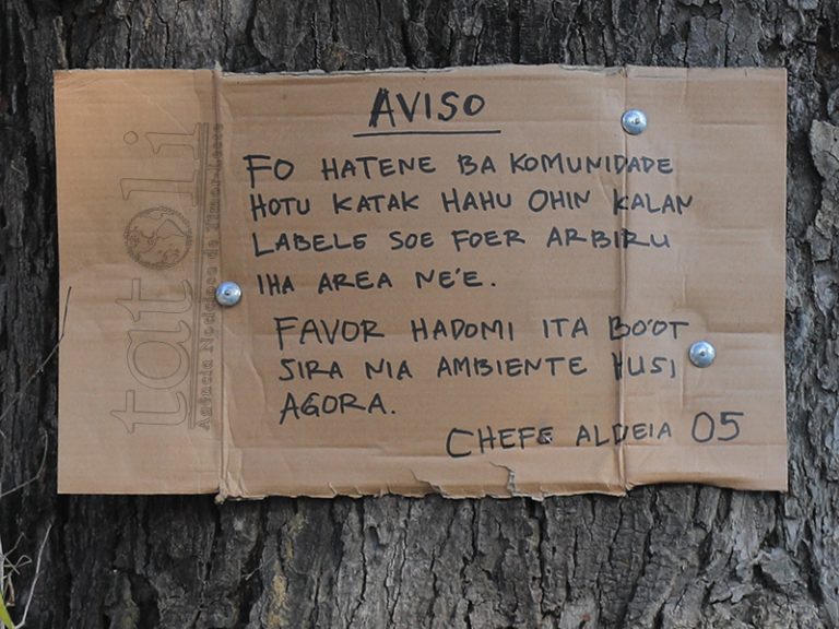 Avizu Soe Foer