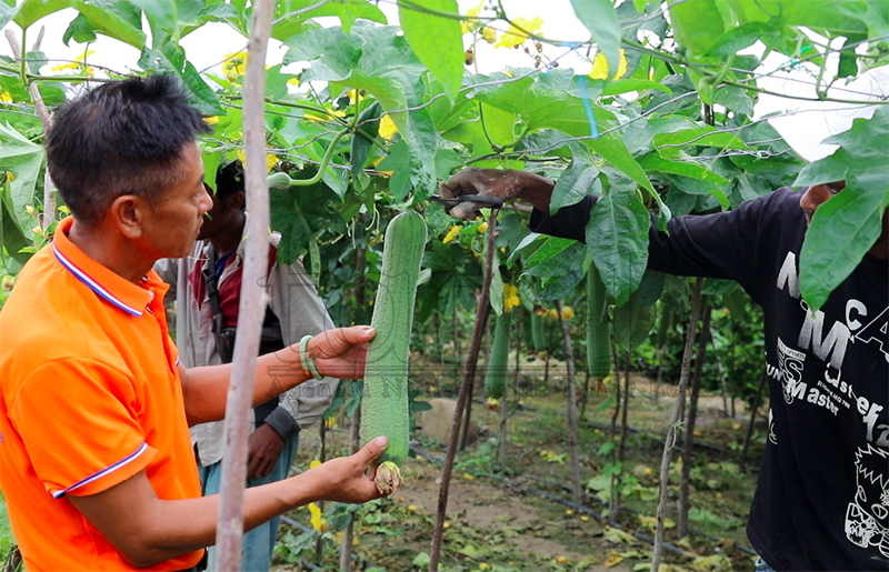 FOTO ATUÁL: Rezultadu implementasaun projetu ortikultura – veterinária hosi Hunan iha Manatuto