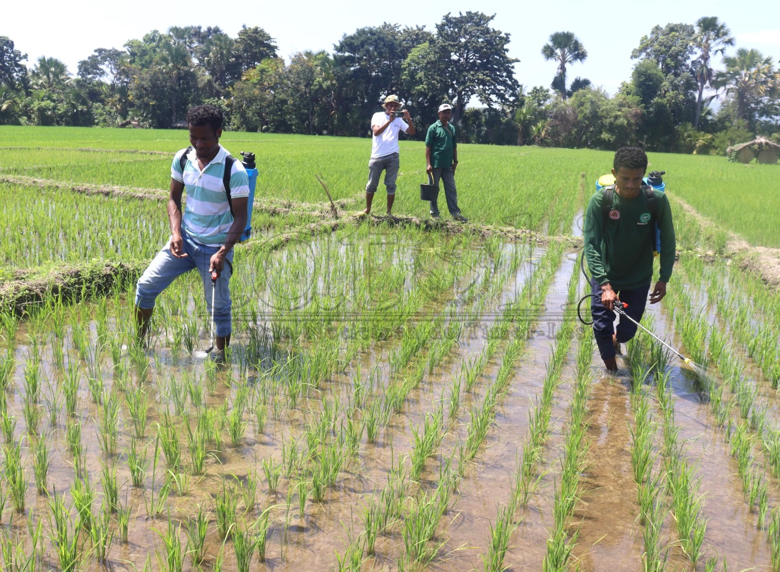 Autoridade RAEOA rega adubu orgániku ba natar ektare 77 iha Naktuka