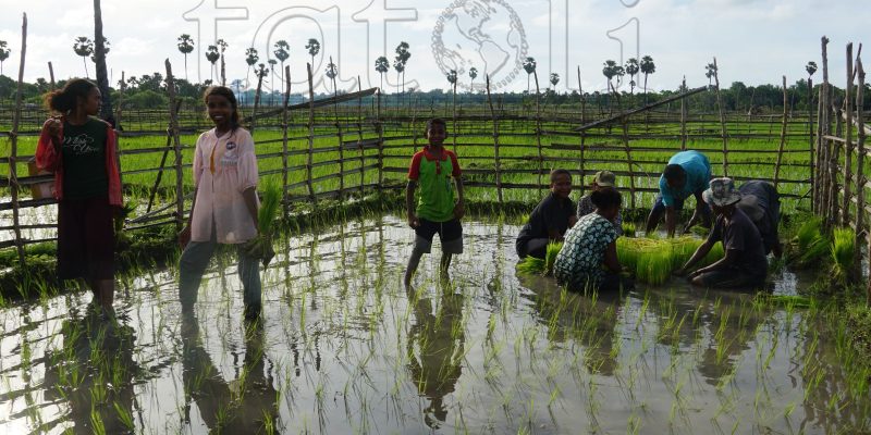 FOTO ATUÁL: Agrikultór sira iha Naktuka ho sira-nia atividade