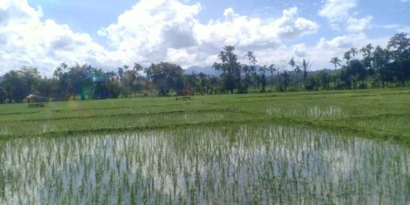 Autoridade Bahalara Uain husu Governu konstrui irrigasaun Uelaku Been