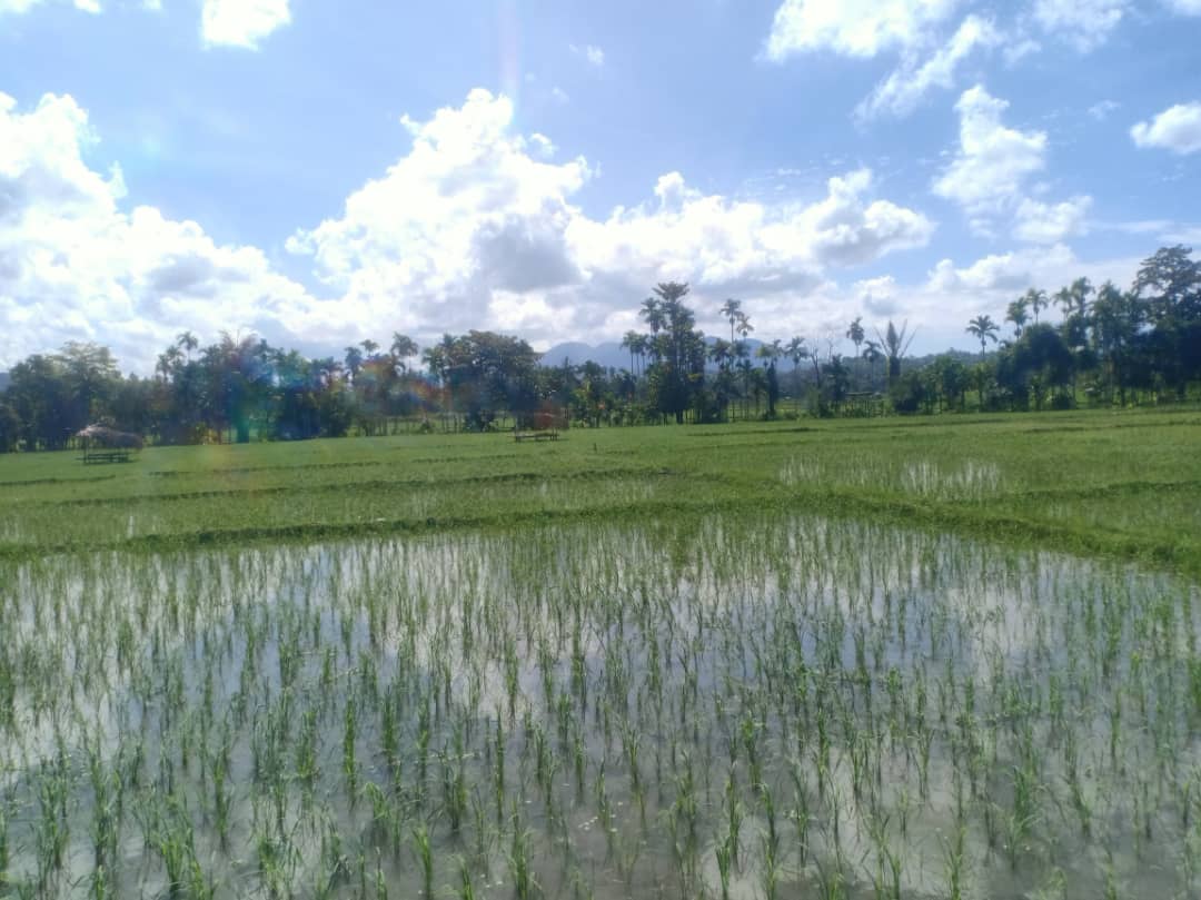 Autoridade Bahalara Uain husu Governu konstrui irrigasaun Uelaku Been