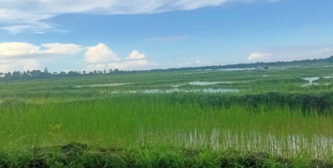 SMAPPF Vikeke identifika natar ektare 514.77 ativu ba produsaun hare