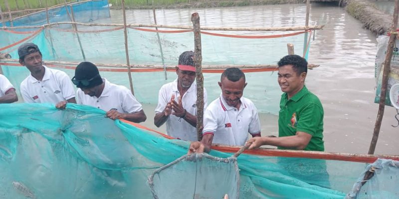 VPM Assanami kolleta Ikan Nila hamutuk 9.425 husi Grupu Akuakultura Lotan