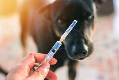 Munisípiu Kovalima enfrenta menúz estoke vasina ba virus raiva