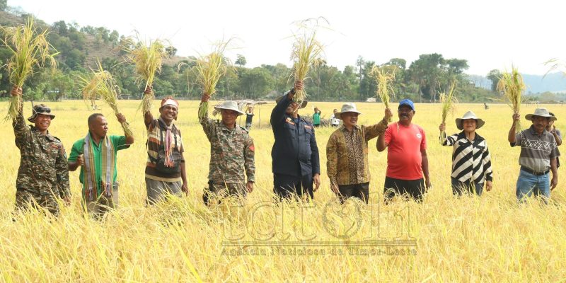 Agrikultura Oekusi kolleta hare membramo ektare 15 iha Pante Makasar