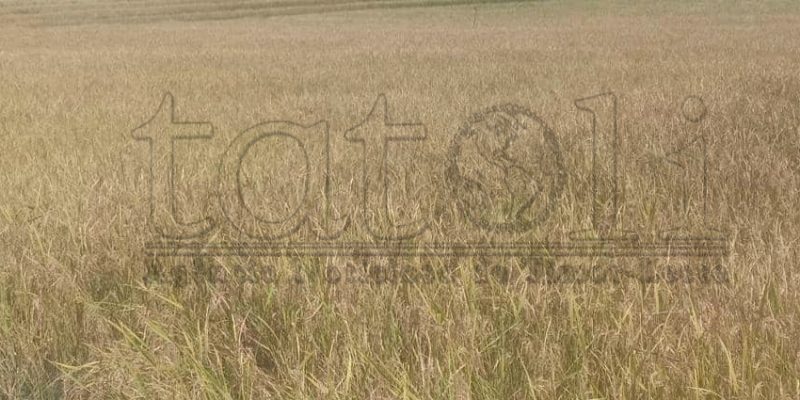 2026, FAO sei implementa projetu hasa’e produsaun hare iha Uatulari
