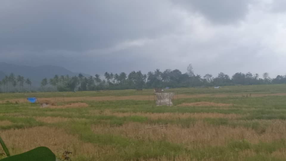 Udan estraga agrikultór sira-nia hare iha Uatulari