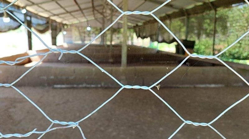 Sein fundu, atividade haki’ak manu Mareko iha Tunubibi paradu