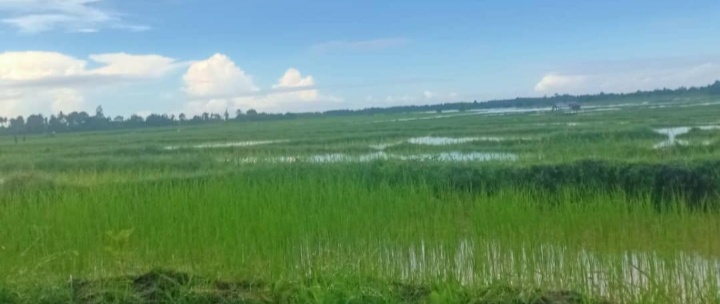 FAO sei implementa projetu pilotu ba transformasaun hare iha Vikeke