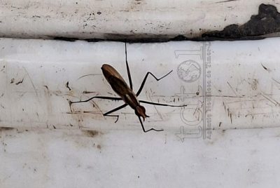 SSK Bobonaru avalia komunidade kumpre medida prevensaun dengue