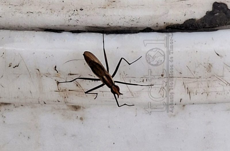 SSK Bobonaru avalia komunidade kumpre medida prevensaun dengue