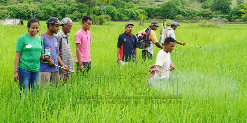 Autoridade RAEOA apoia ai-moruk kombate pestisida ba natar ektare 36 iha suku Lalisuk