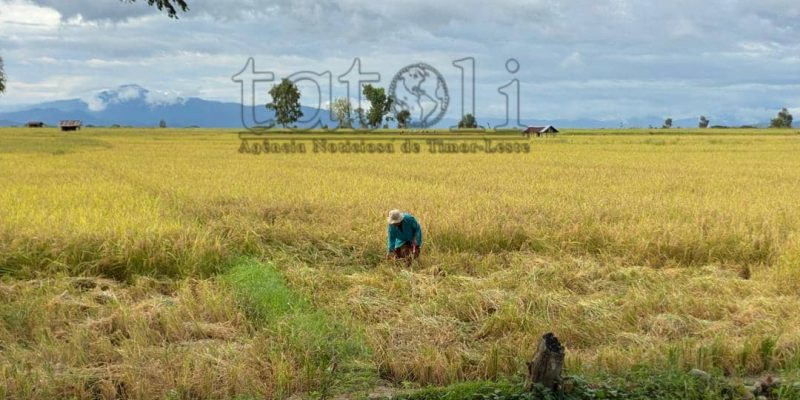 Natar-na’in iha Maliana hahú kolleta hare époka dahuluk