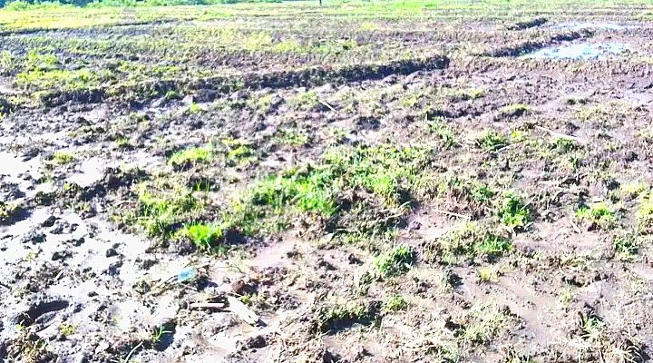 Rai taka irrigasaun Daradau Vessoru afeta ba distribui bee ba natar