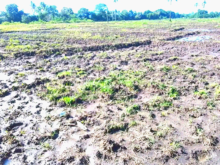 Rai taka irrigasaun Daradau Vessoru afeta ba distribui bee ba natar