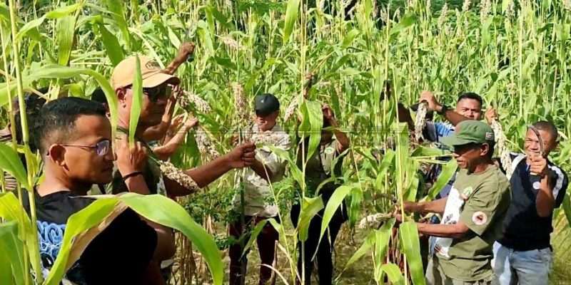SEKoop kolleta ‘Bafo Kayrala’ ektare neen iha Pante Makasar
