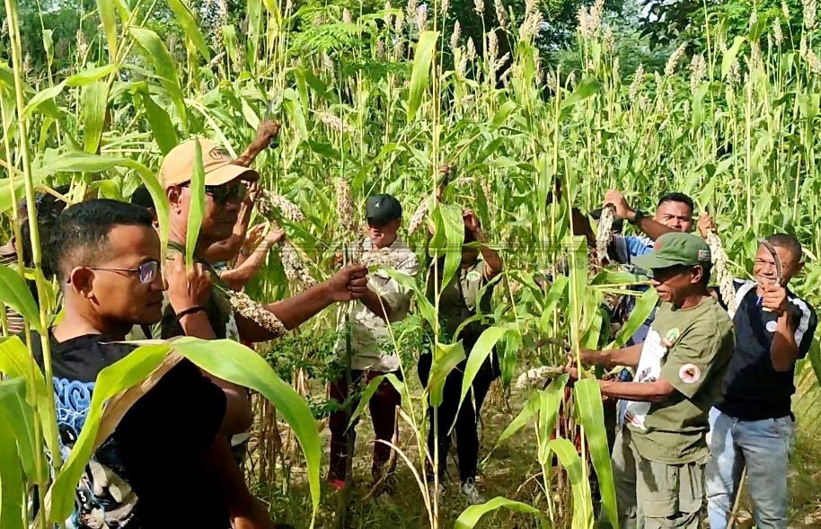 SEKoop kolleta ‘Bafo Kayrala’ ektare neen iha Pante Makasar