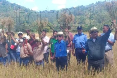 Agrikultór Vikeke husu CLN hasa’e presu hare-kulit  kada kilógrama ba $1