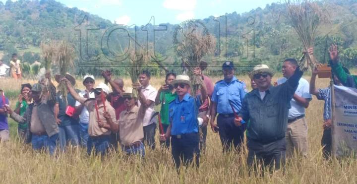 Agrikultór Vikeke husu CLN hasa’e presu hare-kulit  kada kilógrama ba $1