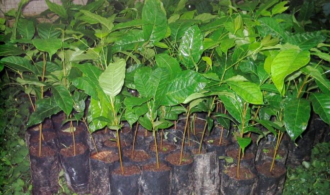 AMKTL kuda ai-mahoni 3,000 resin iha to’os komunidade iha munisípiu tolu