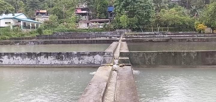 Sentru Viveiru Loihunu hahú kolleta ikan nila