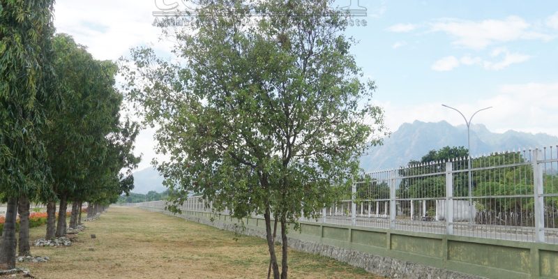 Ai-kameli “Lú Olo” nian: Memória moris ida-ne’ebé kontinua hamorin Oekusi