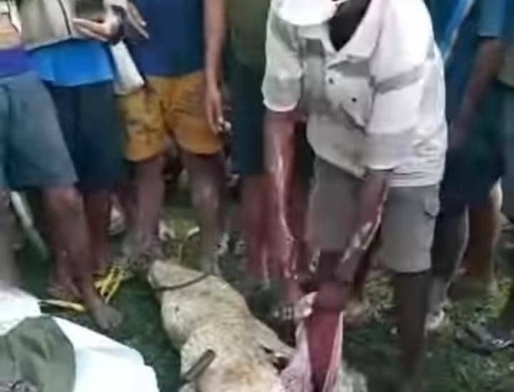 Labarik ida lakon vida tanba Lafaek tata