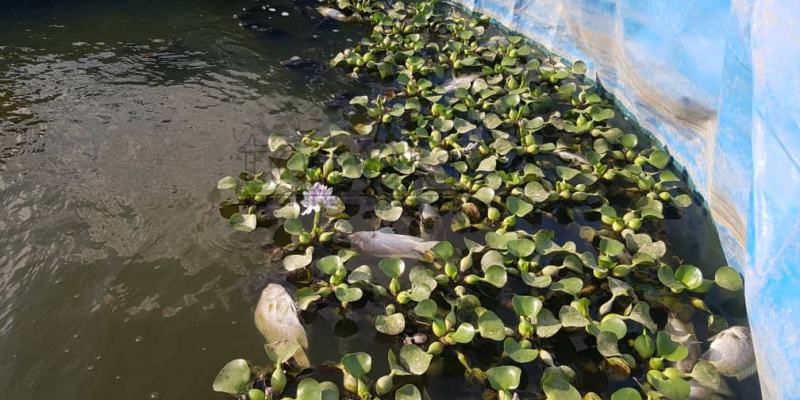 Bee maran kauza ikan haki’ak husi grupu Leosibe mate
